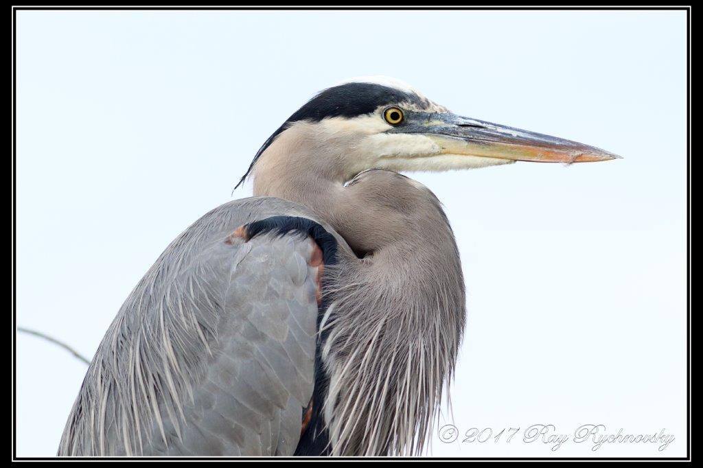 Birding at Dow Wetlands