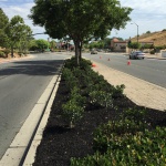 antioch-public-works-median