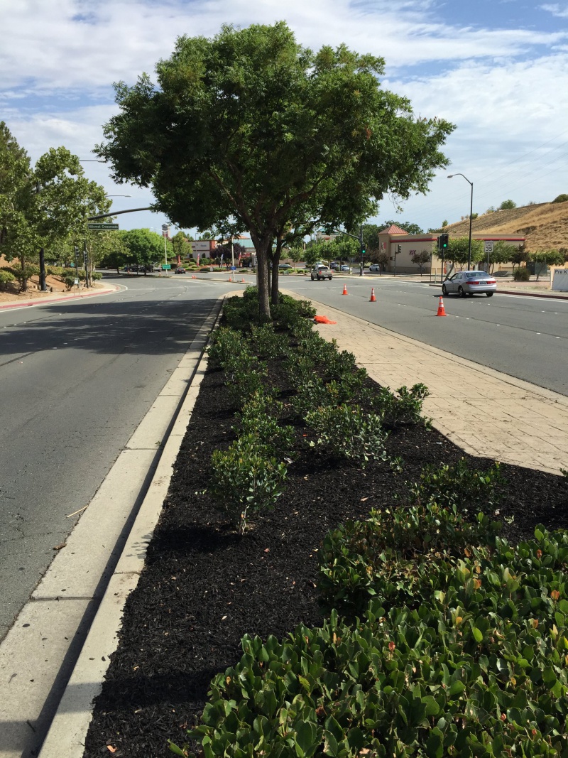 antioch-public-works-median