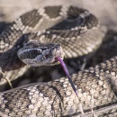 rattle snakes