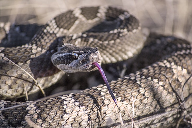 rattle snakes