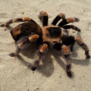 tarantula