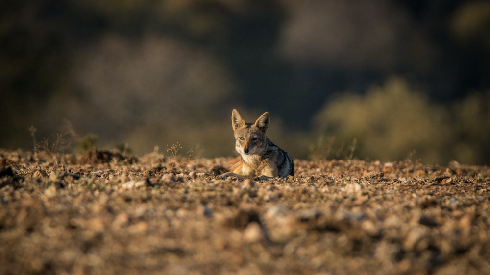 Urban Coyote