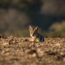 Urban Coyote