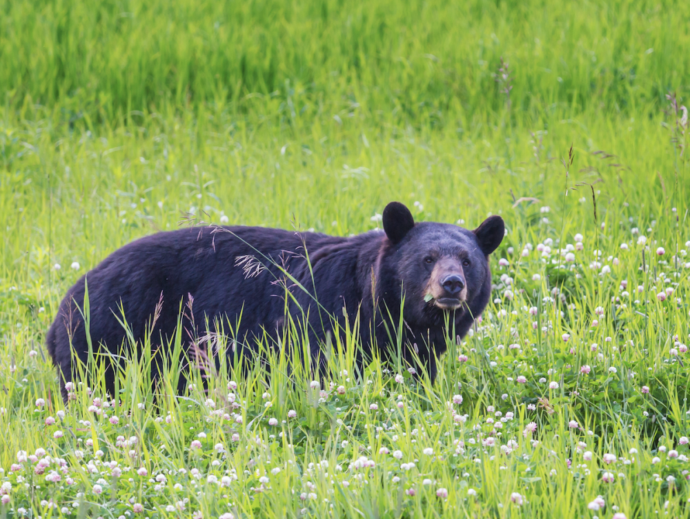 black-bear