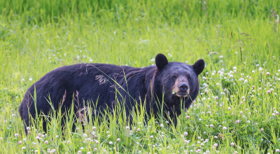 black-bear