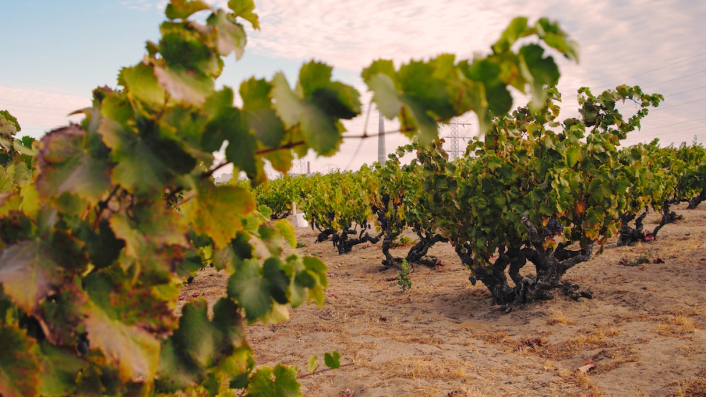 Evangelho Vineyards Ancient Vines Antioch