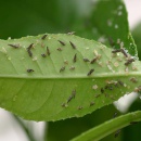 HLB infected citrus trees