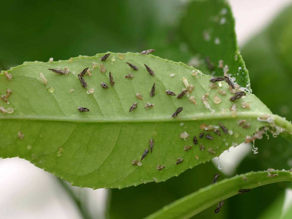 HLB infected citrus trees